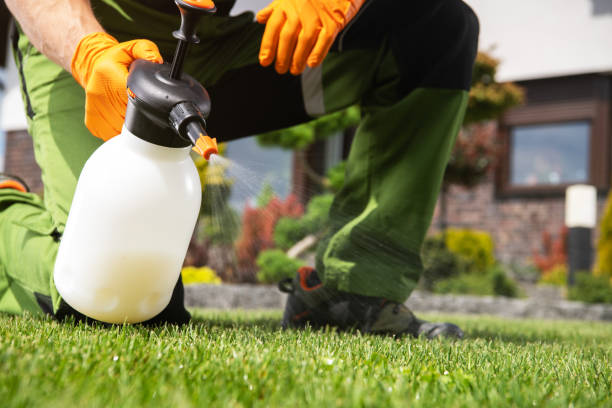 Best Wasp Removal Services  in Chino Valley, AZ