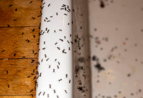 Best Pest Control Treatment  in Chino Valley, AZ