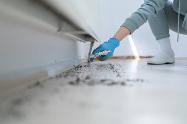 Best Cockroach Control Services  in Chino Valley, AZ